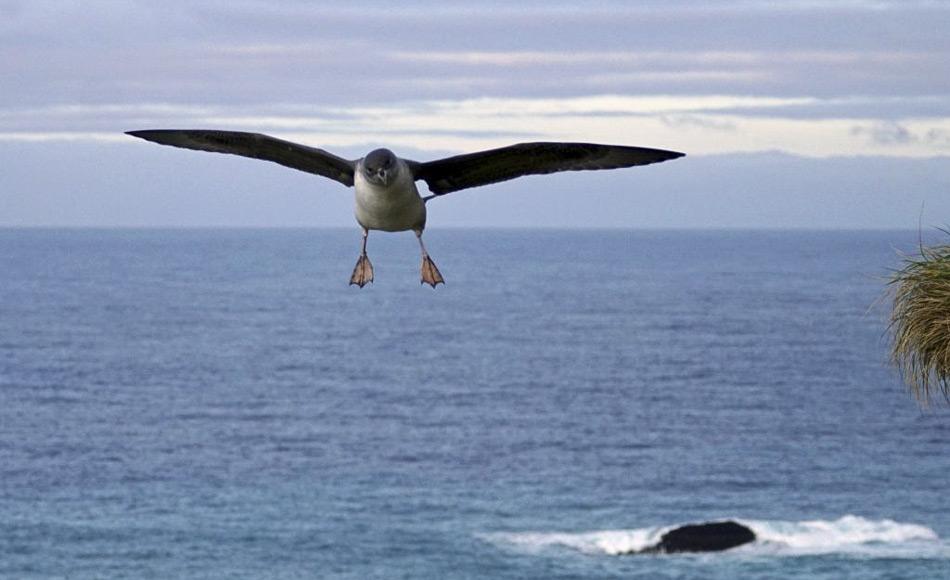 Ein erwachsener Grausturmvogel im Landeanflug. Bei der Futtersuche stoßen die Tiere aus Höhen von bis zu 10 m ins Wasser um Tintenfische, Fische und Krustentiere zu erbeuten. (Foto: Marcus Salton)