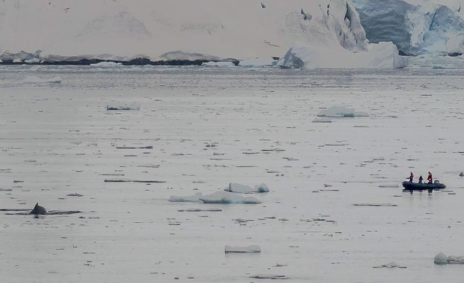 Das Forscherteam ist mit kleinen Booten in der Gerlachstrasse unterwegs, um Tags an Wale anzubringen. (Foto: Simon Lucas)