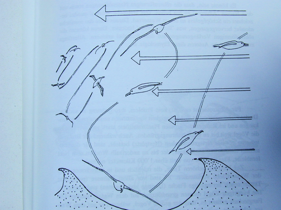 Schon vor über 100 Jahren wurde das Konzept des dynamischen Segelns von Nobelpreisträger Lord John Strutt, 3. Baron Rayleigh, entwickelt. Doch das vor kurzem veröffentlichte Modell verfeinert das ursprüngliche Modell und entwickelt es weiter. Bild: Toni Bürgin, David Senn