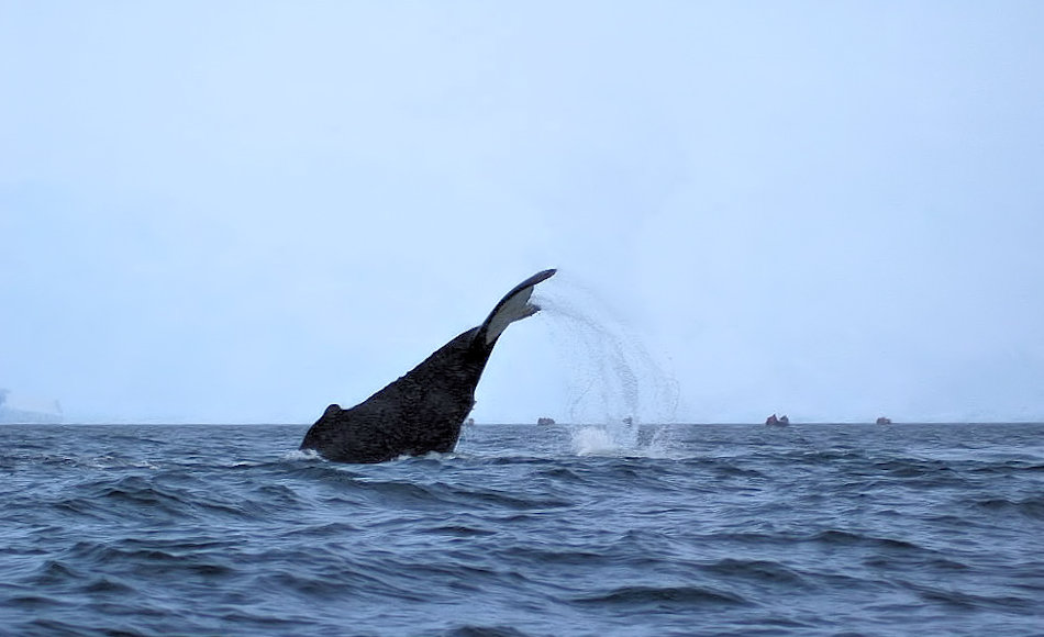 Viele Walarten ziehen jedes Jahr von den temperaten Gebieten Südamerikas, Afrikas oder Australiens in die Antarktis. Dort finden sie mehr als genügend Nahrung, die relative einfach herausfiltriert werden kann. Bild: Michael Wenger