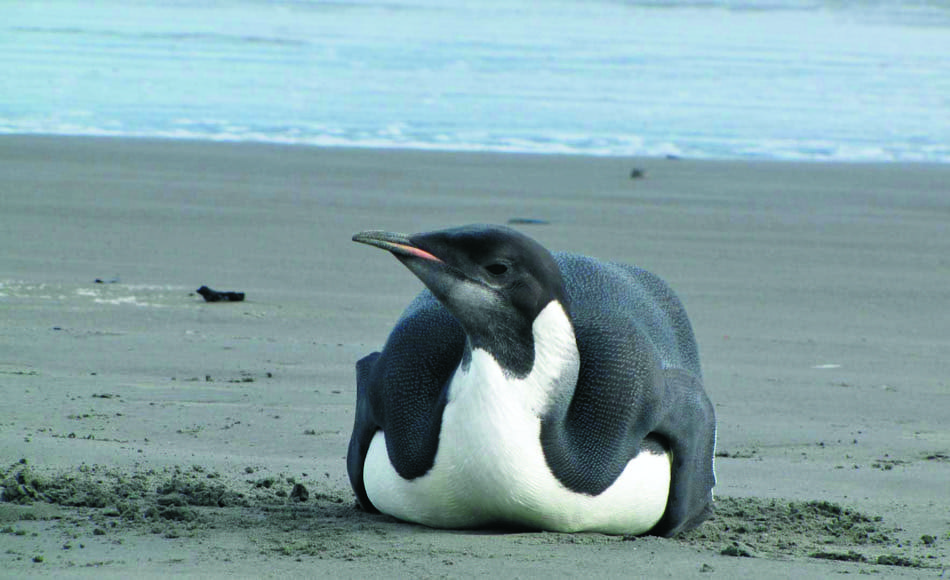 Im Jahr 2011 machte ein junger Kaiserpinguin am Peka Peka Strand von Neuseeland, nahe Wellington Schlagzeilen. Die Resultate der neuen Studie zeigen nun diese Ereignisse in neuem Licht. Bild: Richard Gill / Te Papa Tongarewa)