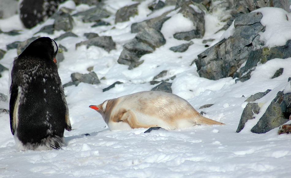 Häufiger als Melanismus tritt Leuzismus bei Pinguinen auf, besonders bei Adélie- und Eselspinguinen. Dabei werden in die Federn weniger Melanin eingelagert als normal und die Tiere erscheinen blond. Bild: Michael Wenger