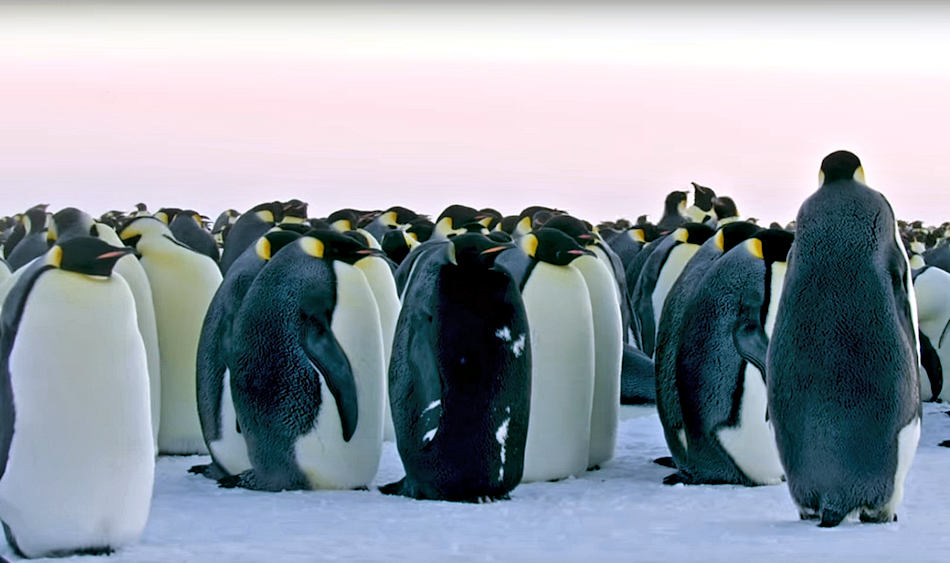 Das Bild zeigt den schwarzen Kaiserpinguin mitten in seinen Artgenossen. Sein schwarzes Gefieder ist nur von einige weissen Flecken unterbrochen. Ansonsten scheint das Tier ganz normal einem Kaiserpinguin zu entsprechen. Bild: Youtube / BBC