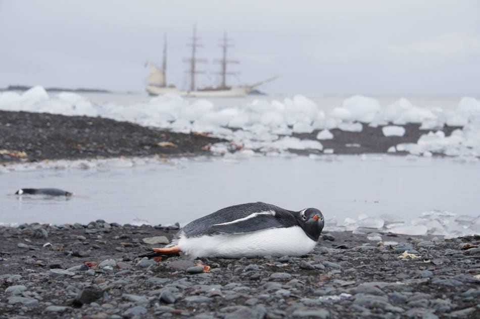antarktis gentoo