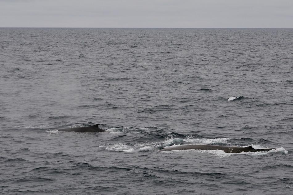 Walarten zu identifizieren wird in erster Linie durch die auffällige Rückenfinne erreicht. Deren verschiedenen Grössen und Formen machen es einfach, zwischen dem Blauwal, dem grössten Tier (rechts) und dem Finnwal, dem zweitgrössten Tier (links) zu unterscheiden. Bild: Michael Wenger