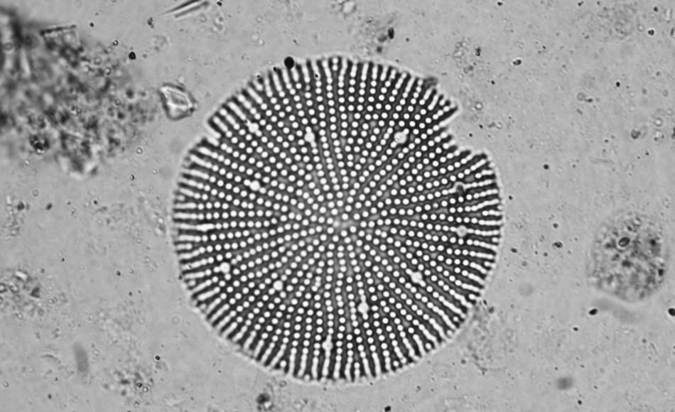 Diese 3 Millionen Jahre alte fossile Kieselalgen (Thalassiosira vulnifica) aus dem Pliozän ist nur etwa 1/25stel Millimeter groß. Hier wurde sie mehr als 1000 Mal unter dem Mikrokop vergrößert. In der Erdgeschichte umfasst das Pliozän die Zeit von vor etwa 5,3 bis zu etwa 2,6 Millionen Jahren. Nach dem Pliozän folgte das Pleistozän, die Eiszeit, mit einem Wechsel von Warm- und Kaltzeiten. Bild: Reed Scherer, Northern Illinois University