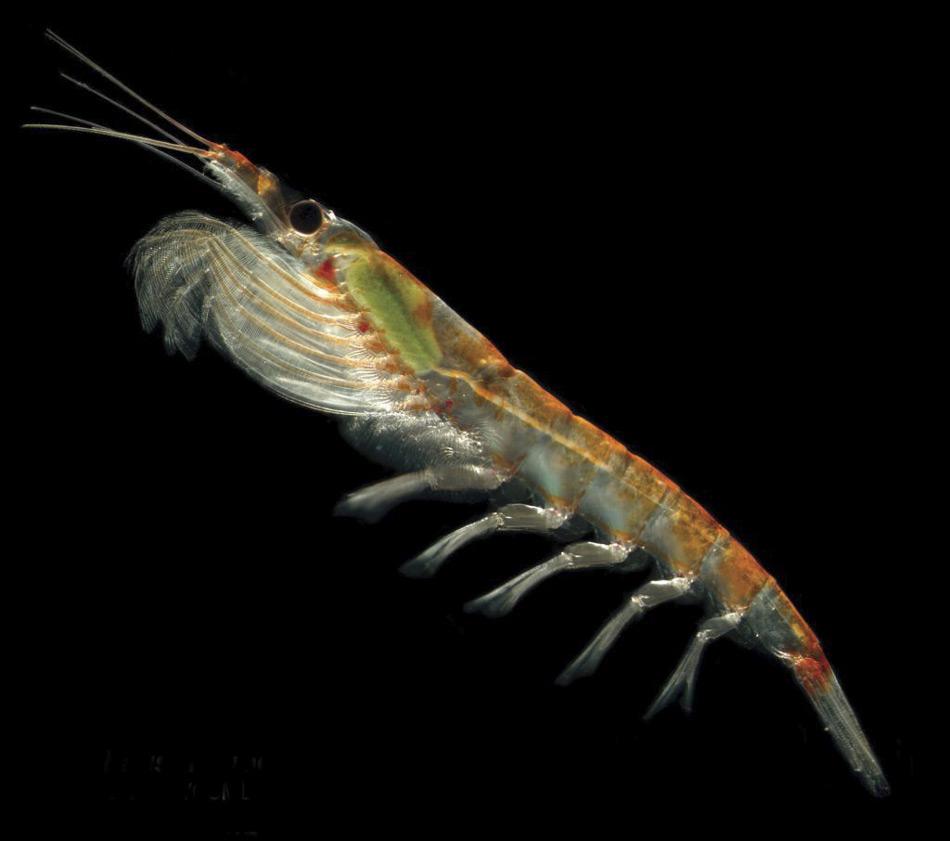 Der Antarktische Krill (Euphausia superba) lebt in den Gewässern rund um die Antarktis. Er gehört zu den garnelenartigen Wirbellosen, die in großen Schwärmen auftreten. Ein Schwarm kann pro Kubikmeter Wasser 10.000 bis 30.000 Individuen umfassen. Die Krebse ernähren sich vorwieged von winzigem Phytoplankton. Als Nahrungsquelle aller größeren Tiere der Antarktis stellen sie eine Schlüsselart im antarktischen Ökosystem dar. (Foto: Russ Hopcroft)