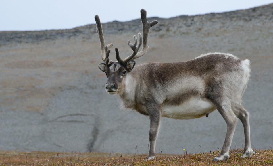 Svalbardrentiere sind kleiner und stämmiger als die Tiere auf dem Festland, da ihre Nahrungsgebiete kleiner sind. Und kleinere Tiere brauchen weniger Nahrung. Bild: Michael Wenger