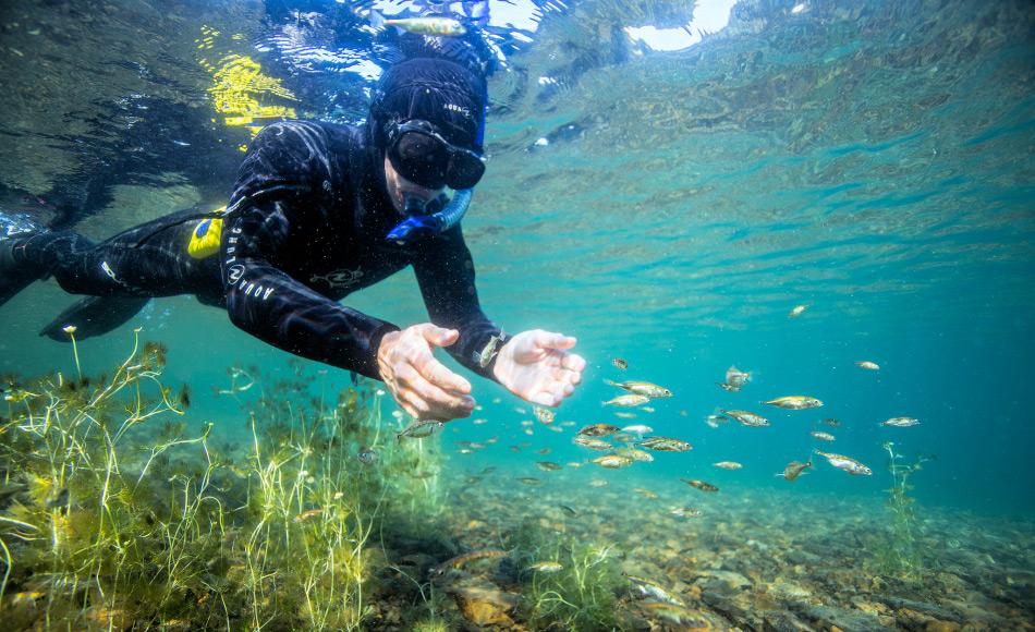 Stichlinge sind eher kleine und schnelle Fische, die sehr schwer von Hand zu fangen sind. Für die Studie wurden die Tiere mit Netzen gefangen, die eigentlich für eine andere Studie über Rotlachse verwendet worden waren. Bild: Jason Ching