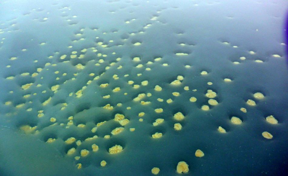 Die Meereisalge Melosira ist eine der wichtigsten Algenvertreter in der Arktis. Sie widersteht den eisigen Bedingungen und braucht sogar die Eisbildung in ihrer Entwicklung. Dieses Bild zeigt die Überreste abgestorbener Eisalgen, die sich am Grund eines Schmelztümpels abgelagert haben. (Foto: Mar Fernández-Méndez)