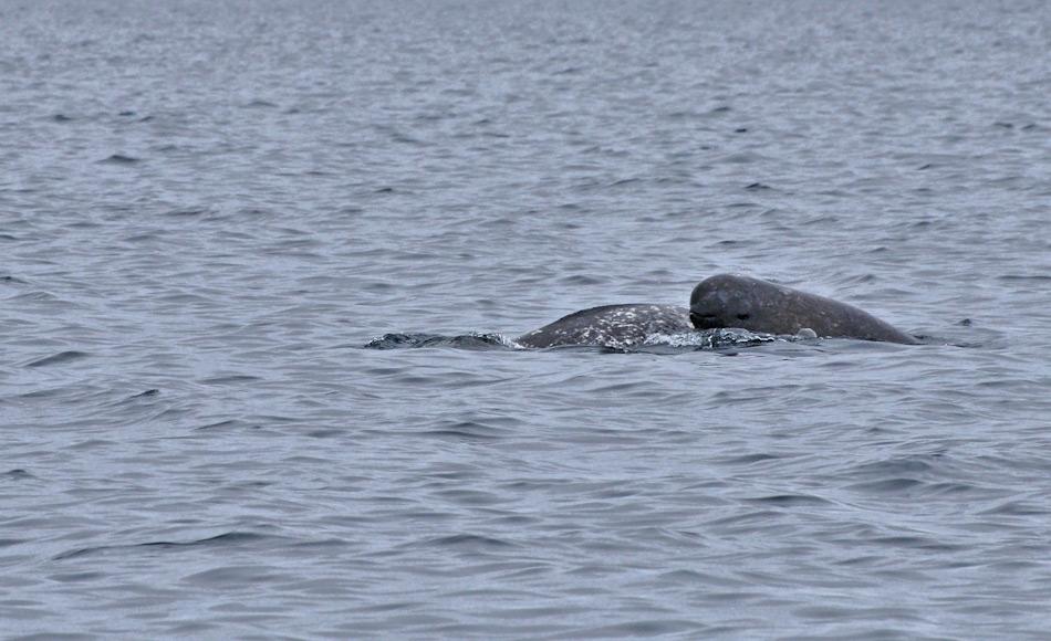 Narwale haben eine sehr lange Tragzeit (ca. 15 Monate) und die Jungen werden knapp zwei Jahre gesäugt. Weibchen und Kälber besitzen meist keinen Zahn und müssen wohl ihre Nahrung herkömmlich mit Echolokation jagen. Bild : Michael Wenger
