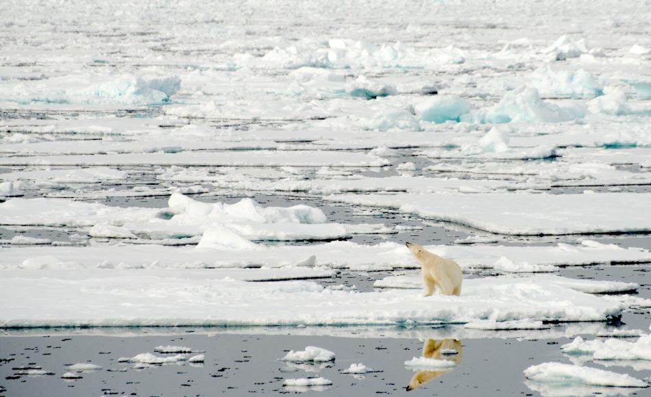 Das Meereis stellt den wichtigsten Lebensraum im Arktischen Ozean dar. Fast alle grösseren tierischen Arktisbewohner wie beispielsweise Eisbären, leben an der Eiskante und finden dort ihre Nahrung. Bild Michael Wenger