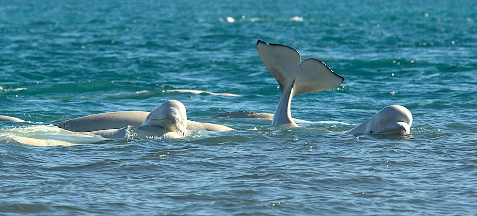 Belugas, die zu den Zahnwalen gehören, sind sehr soziale Tiere. Ihre Kommunikation besteht aus Klicktönen und Pfeiflauten. Daher werden sie auch als „Kanarienvögel der Meere“ bezeichnet. Bild: Heiner Kubny
