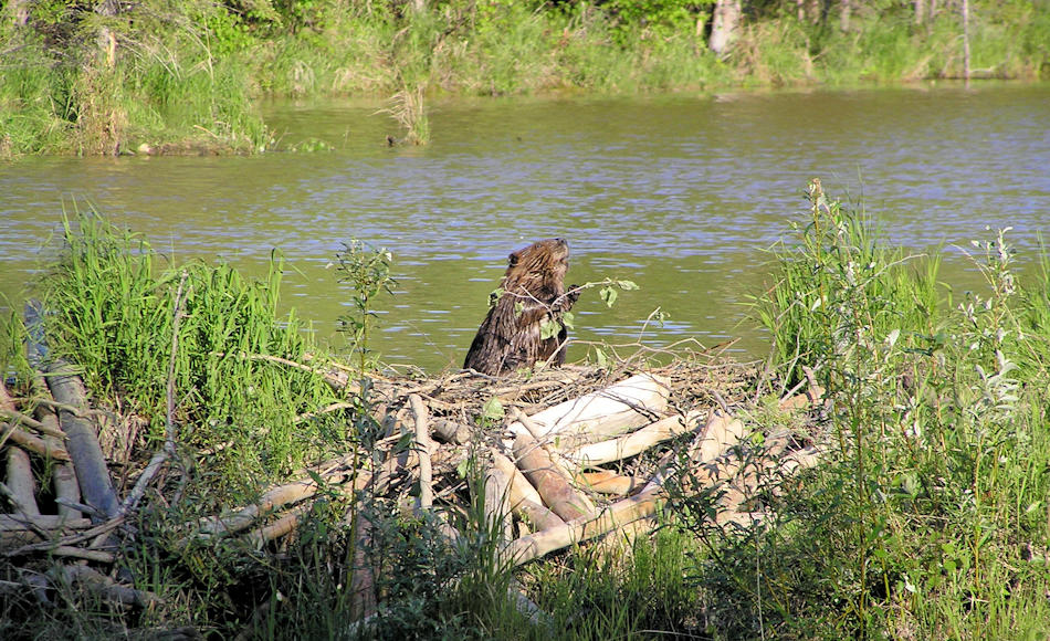 Biber sind in Europa die grössten Nagetiere und können über 30 Kilogramm wiegen. Aufgrund ihres Pelzes und weil sie der aufstrebenden Agrokulturen im Weg waren, wurden sie weltweit gejagt und in vielen Ländern beinahe ausgerottet. Bild: Wikipedia