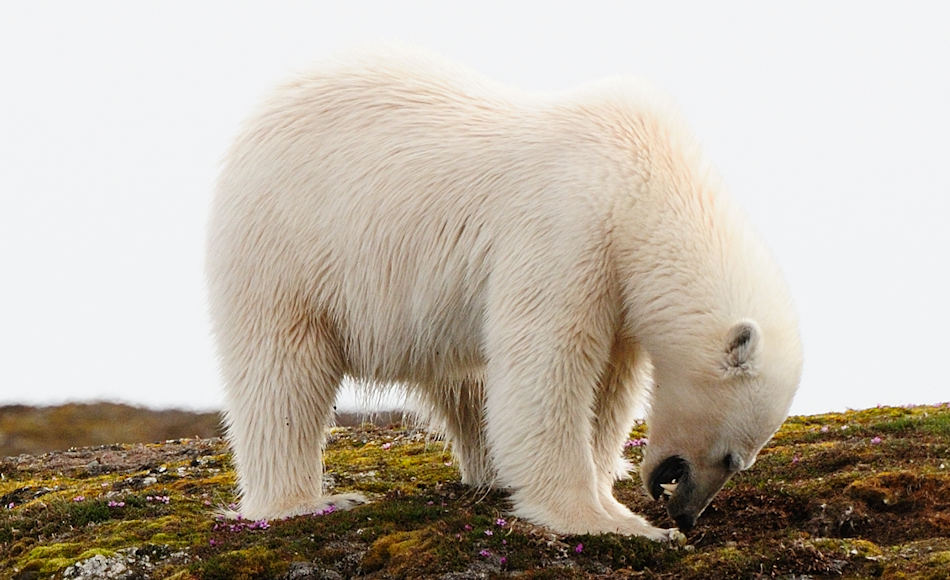 Vögel in der Arktis haben keine andere Wahl als ihre Nester auf dem Boden anzulegen. Dadurch werden sie hin und wieder von Füchsen und Eisbären geplündert. Doch früher war das Risiko kleiner als heutzutage, gemäss der Studie. Bild: Michael Wenger
