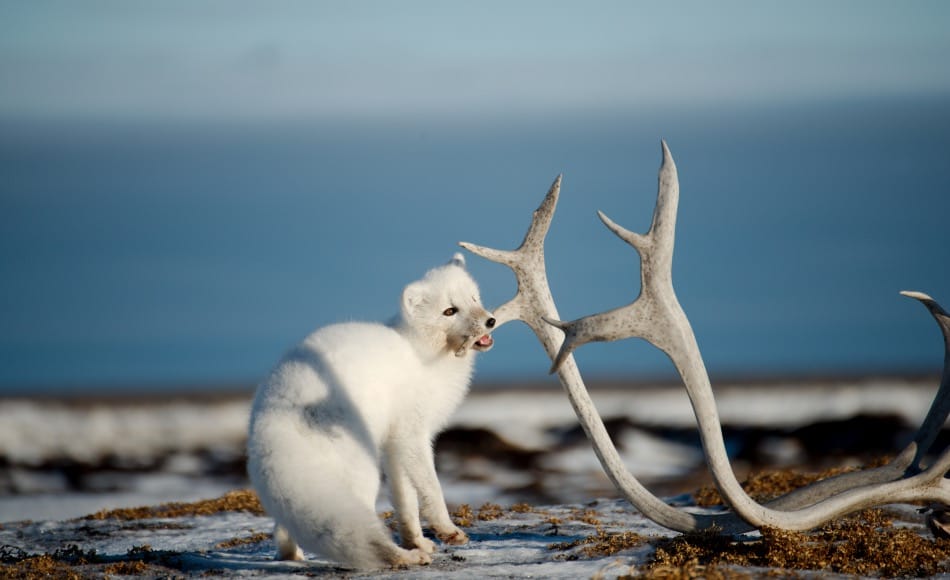 Neben Produkten aus Knochen und Zähnen sind vor allem auch Pelze ein grosses Fragezeichen. Gerade Polarfüchse, die aufgrund ihres wärmenden Fells schon seit Jahrhunderten zu den beliebtesten arktischen Handelsgütern zählen, werden auch heute noch immer wieder angeboten. Bild: Michael Wenger