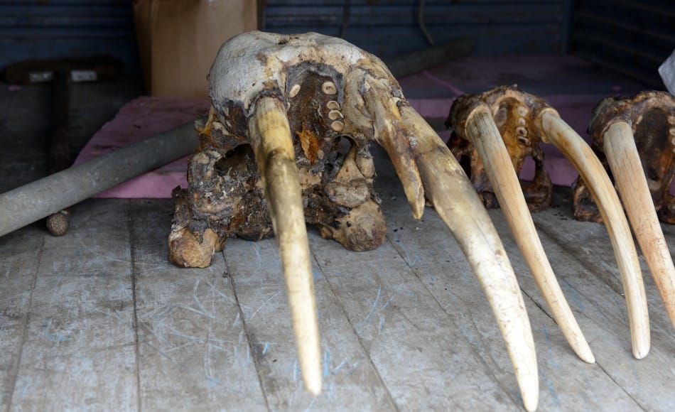 Häufig werden Touristen in den abgelegenen Gebieten und Ortschaften Trophäen zum Kauf angeboten. Doch nicht selten ist zum einen die Einfuhr in die entsprechenden Heimatländer verboten; zum anderen wurden die Tiere illegal geschossen aus Mangel an anderen Einnahmequellen der lokalen Bevölkerung. Bild: Michael Wenger