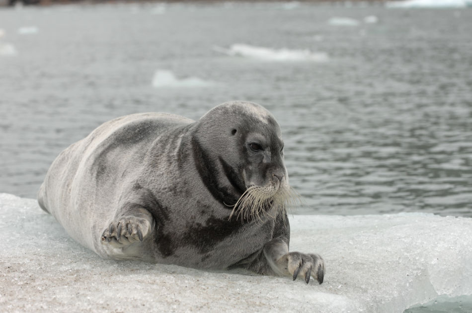 Robben aus der östlichen Arktis Kanadas haben es bisher geschafft, keinen Plastikmüll im Magen anzusammeln. (Foto: Vreni Gerber)