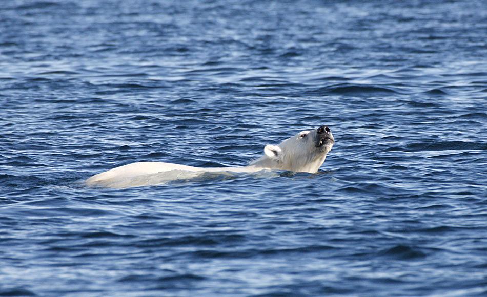 schwimmender_Eisbaer