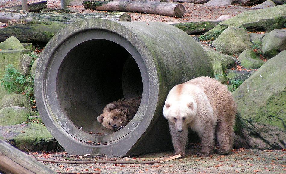 Eisbären und Grizzlies sind nahe miteinander verwandt und bisher kannte man Hybriden nur aus dem Zoo. Diese Hybriden sind entweder Grolarbär (Vater = Grizzlie) oder  Pizzly (Vater = Eisbär). Bild: Corradox (Wikipedia)