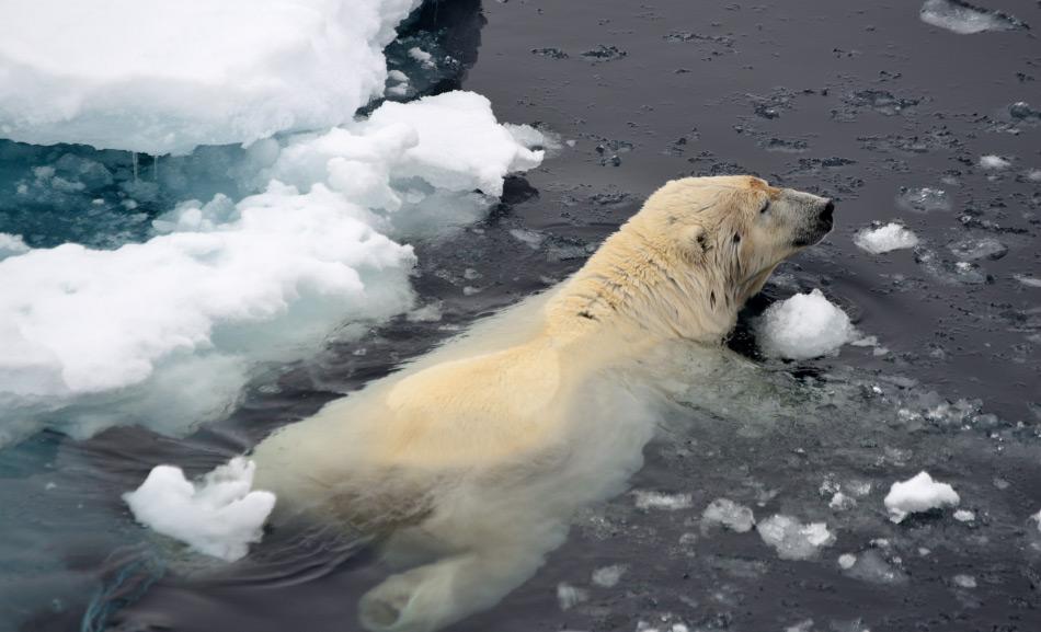 Eisbären sind für ein Leben auf dem Eis gemacht. Hybriden sind wahrscheinlich viel schlechter angepasst und könnten eine geringere Überlebenschance besitzen. Bild: Michael Wenger
