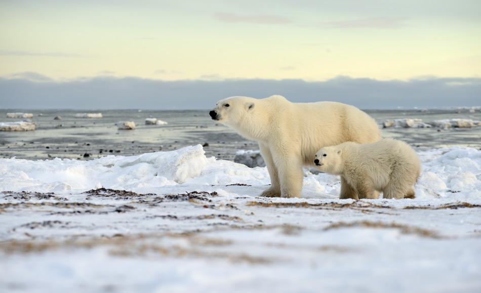 In Kanada und Alaska müssen weibliche Bären an Land, um zu gebären. Denn durch das verschwundene mehrjährige Eis existieren auch keine Höhlen mehr, wie auch hier in Arviat. Dies bringt sie in den Einflussbereich von männlichen Grizzlies. Bild: Michael Wenger
