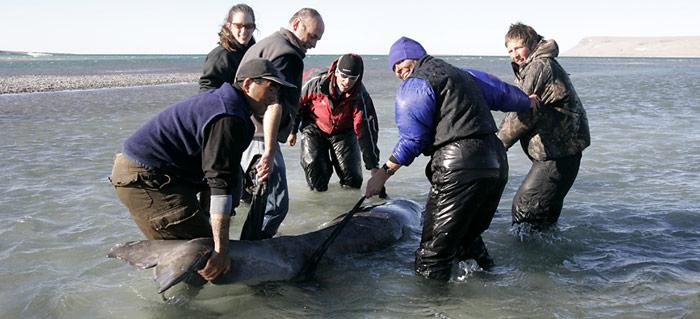 Gretchen Freund, mit blauer Mütze eilt zur Hilfe. Ein von der Ebbe überraschtes Beluga-Baby wird von Helfern ins offene Gewässer zurück gebracht.