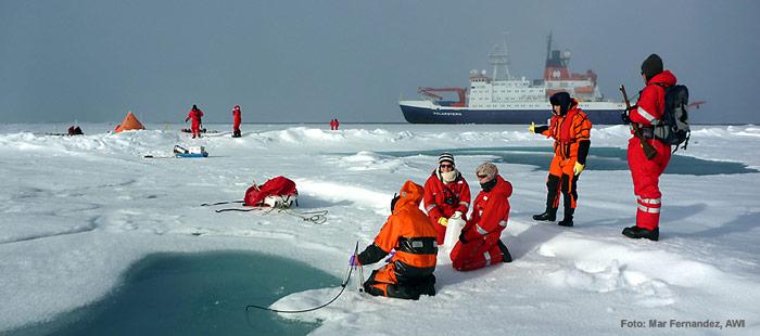 Mehrere Gruppen knüpfen sich den Lebensraum Meereis bei jeder Eisstation vor. Wasserproben aus den Schmelztümpeln, das Eis selber sowie das Wasser darunter, alles wird nach Pflanzen, Tieren und Mikroorganismen durchsucht.