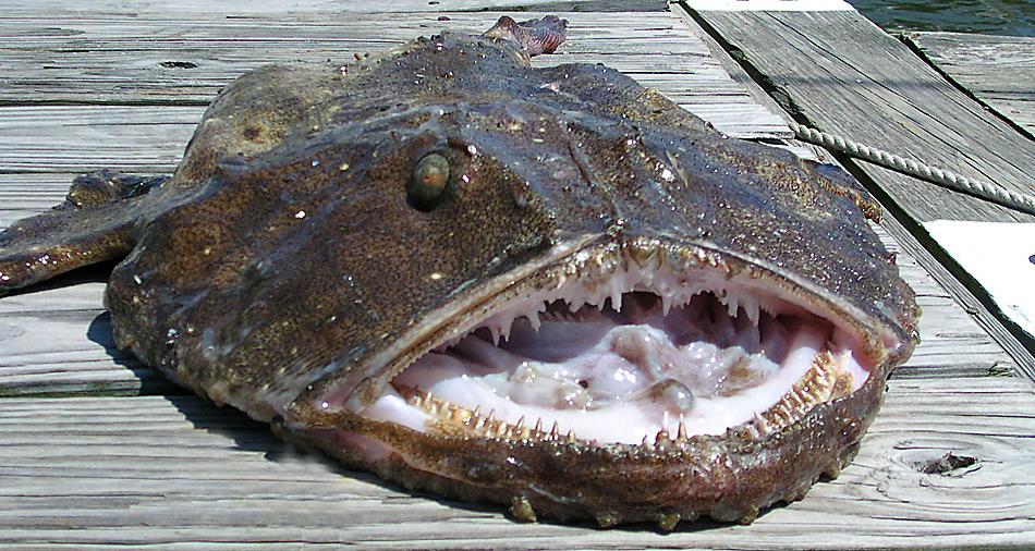 Mit ihrem riesigen, mit kräftigen Zähnen besetzten Maul können Seeteufel problemlos auch grössere Beute erlegen.