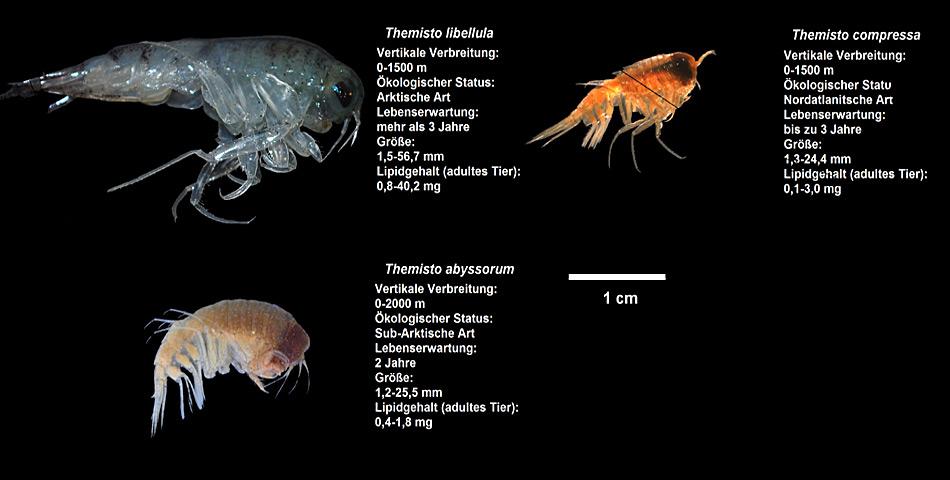 Ein Grössenvergleich aller drei Flohkrebsarten, die im Rahmen einer HAUSGARTEN-Studie untersucht wurden. Foto: AWI, Angelina Kraft