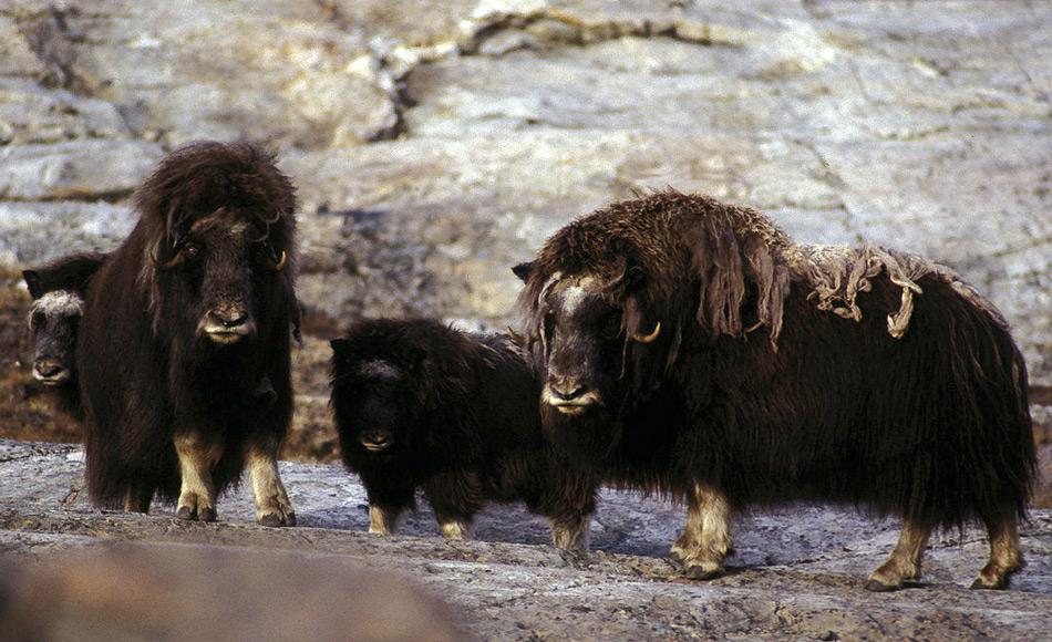 Eine Moschusochsen Familie in Nordostgrönland. Sie grasen gerne, wo die Silberwurz wächst und kümmern sich nicht darum, dass sie Forscher verärgern, wenn sie dabei ihre Fliegenfallen zerstören. Bild: Hannes Grobe, Alfred-Wegener-Institut
