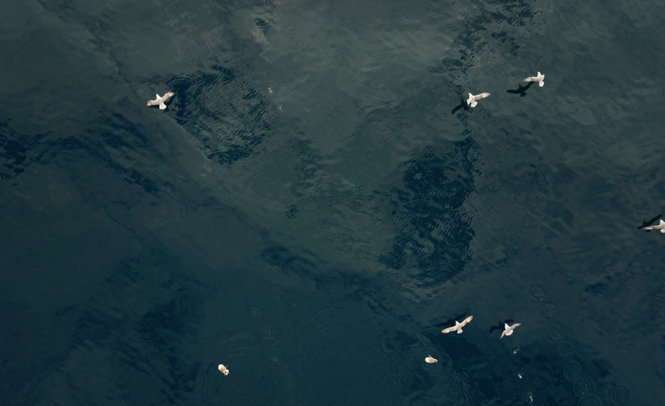 Die Aufnahmetechnik des Multikopters erlaubt es Forschern, Müll (Bildmitte) von Meeresvögeln (rechts) zu unterscheiden. Bild: Multicopter Kamera, AWI-Tiefseegruppe