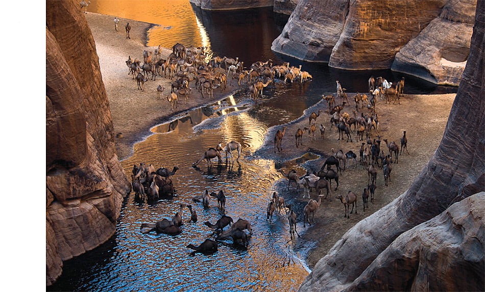 Kamelherde bei der Tränke in der Sahara.